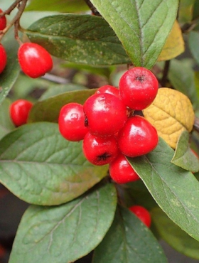 Irga pomarszczona (C2)