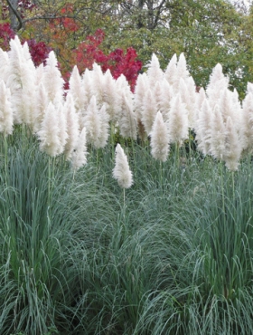 Trawa pampasowa White Feather (C2)