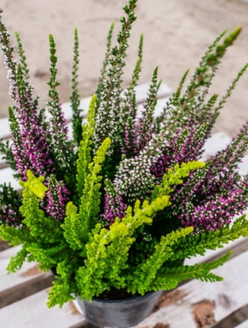 Wrzos pospolity tricolor Trio Mix 3 kolorów sadzonki