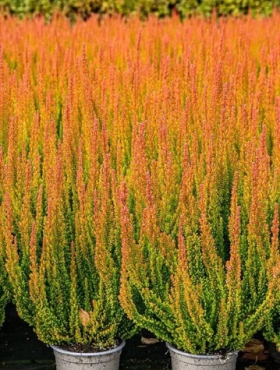 Wrzos pospolity Skyline Las Vegas pomarańczowy niekwitnący