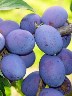 Śliwa Węgierka Dąbrowicka Plant Pack 