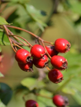 Głóg jednoszyjkowy PREMIUM SADZONKI Plant Pack