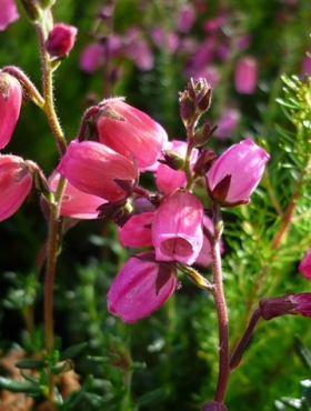 Dabecja kantabryjska (C2)