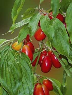 Dereń jadalny Plant Pack