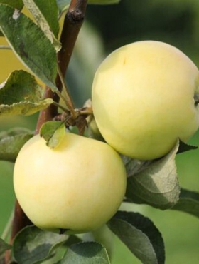 Jabłoń Papierówka Staropolska Plant Pack