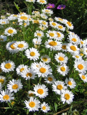 Aster alpejski White (C2)