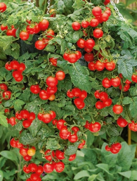 Pomidor wiszący koktajlowy 0,2g