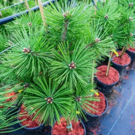 Sosna czarna Agnes Bregeon na pniu