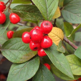 Irga pomarszczona (C2)