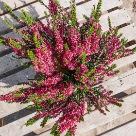 Wrzos pospolity czerwony pączkowy