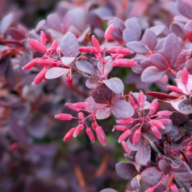 Berberys thunberga Paola