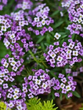 Smagliczka nadmorska liliowa 1g