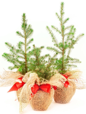 Zestaw prezentowy mini choinki 