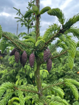 Świerk serbski 140-200cm