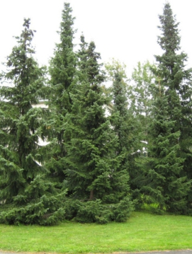 Świerk serbski (C2)