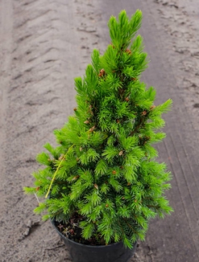 Świerk biały Conica 