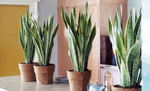 Plante Sansevieria