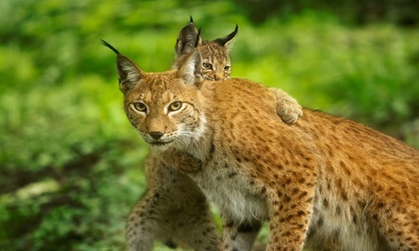 Één van de grootste grottencomplexen van Europa: de Grotten van Han