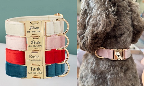 Solide et élégant : collier pour les divas et coquins à quatre pattes