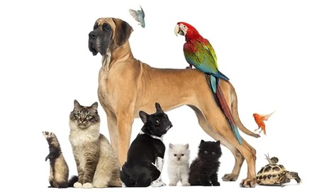 Formation naturopathie animalière