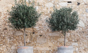 Winterharde XL olijfbomen