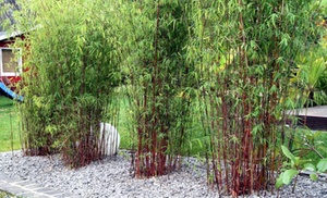 Set van 2, 3, 4 of 6 bamboeplanten