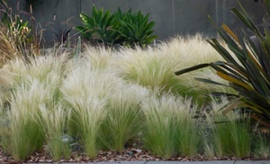 4 of 8 Stipa tenuissima 'ponytails' planten