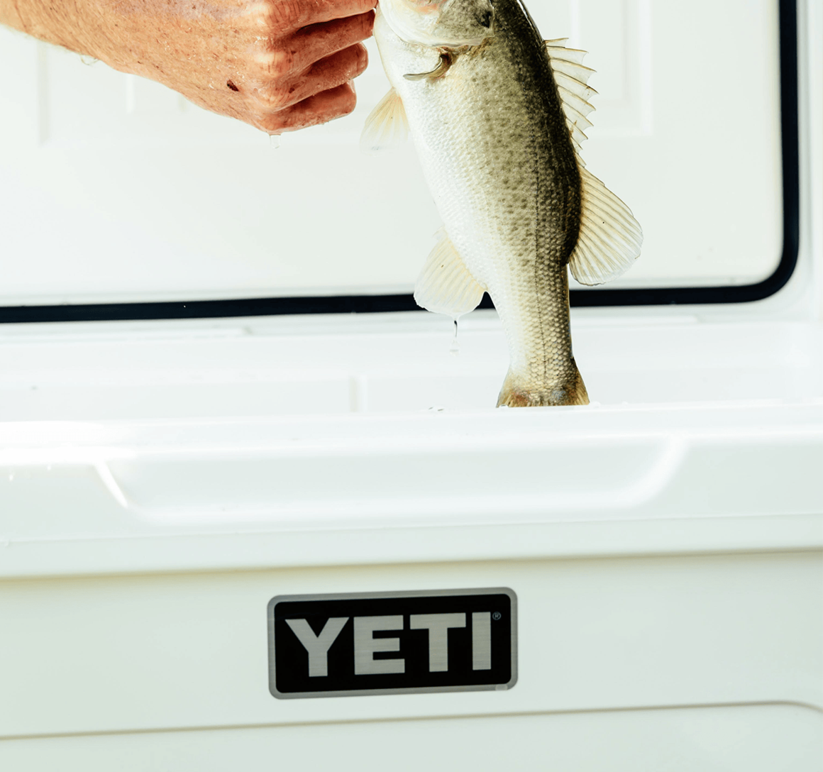 Yeti