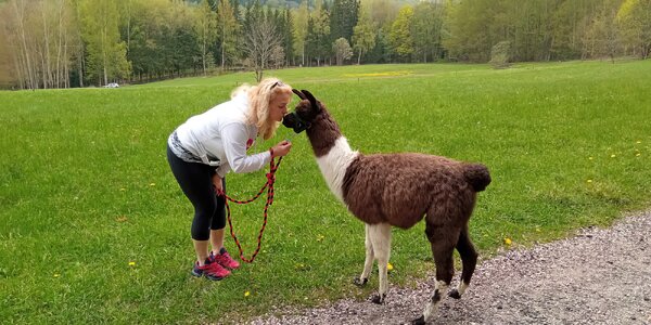 Lamatreking v Krkonoších: až 3,5km okruh i krmení