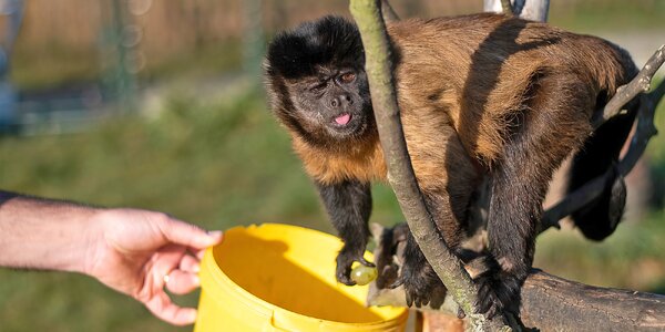 Staňte se na 5 hodin ošetřovatelem v ZOO Tábor