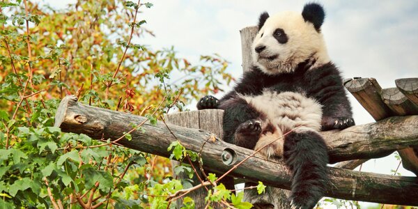 Výlet do vídeňské zoo: pandy, orangutani a další