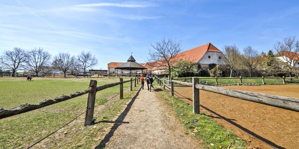 Farma u Znojma: strava i projížďka na koni či v kočáře