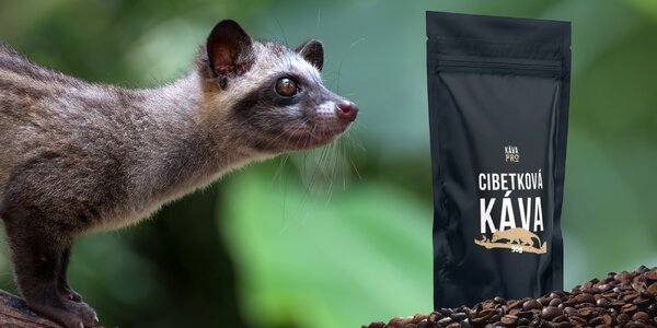 Cibetková káva z Bali od volně žijících cibetek: 50 g