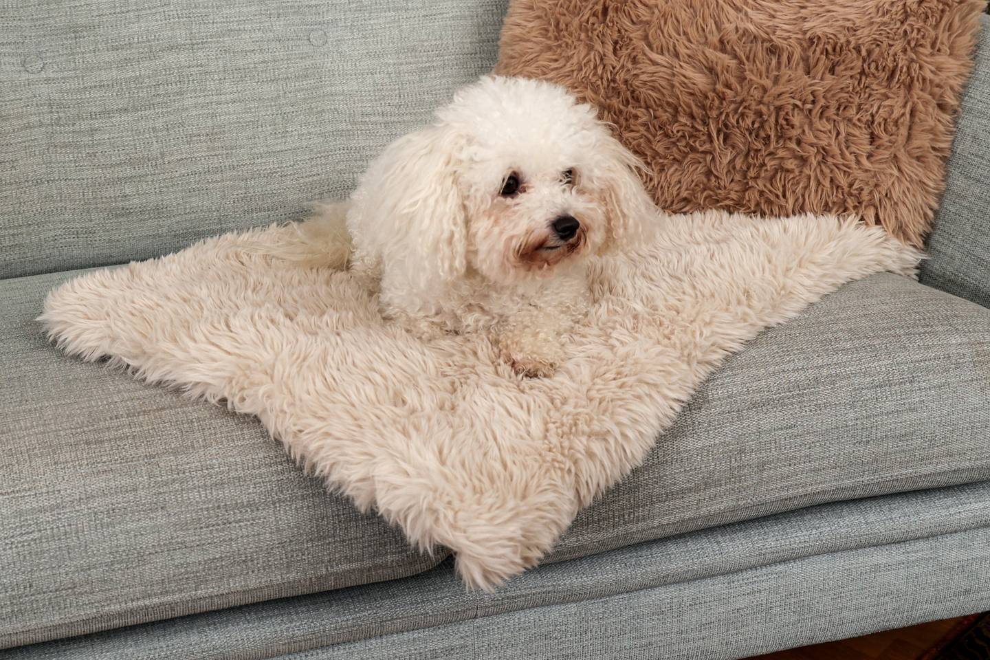 Mjukaste dynan till din fyrbenta v&auml;n