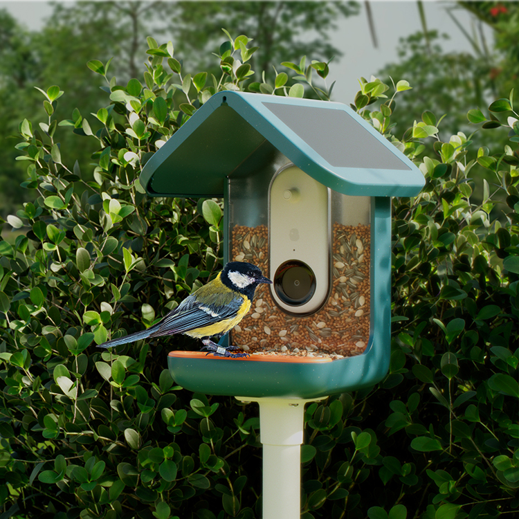 Fuglemater med kamera, Birdbuddy