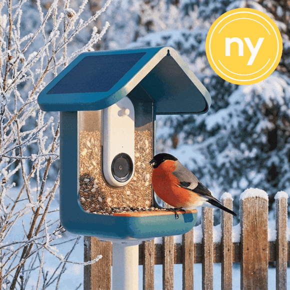 Fågelmatare med kamera, Birdbuddy