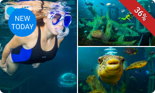 2 uur snorkelen of duiken in een tropisch basin