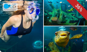 2 uur snorkelen of duiken in een tropisch basin
