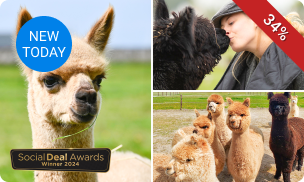 Complete alpaca experience (2 tot 2,5 uur)