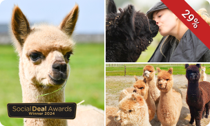 Complete alpaca experience (2 tot 2,5 uur)