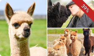 Complete alpaca experience (2 tot 2,5 uur)