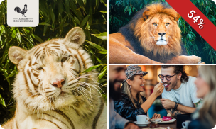 Backstage bij Stichting Leeuw (2,5 uur) + VR experience + koffie/thee + gebak