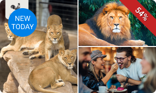 Backstage bij Stichting Leeuw (2,5 uur) + VR experience + koffie/thee + gebak