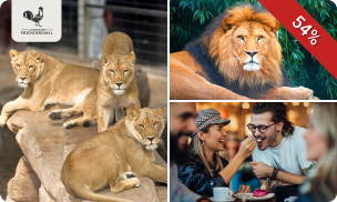 Backstage bij Stichting Leeuw (2,5 uur) + VR experience + koffie/thee + gebak