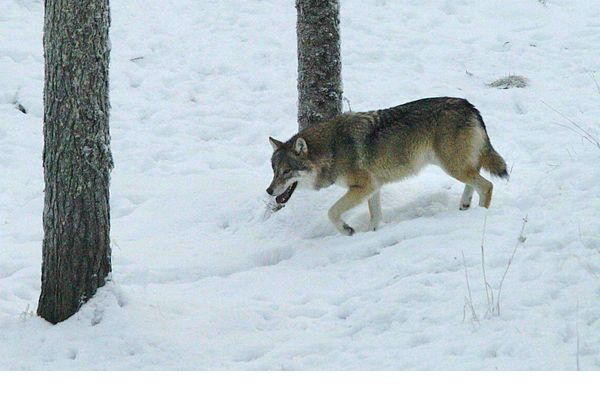 Kaatolupa Sotkamossa ja Kajaanissa liikuvalle sudelle – Vuonna 2023 susi tappoi alueella kaksi koiraa