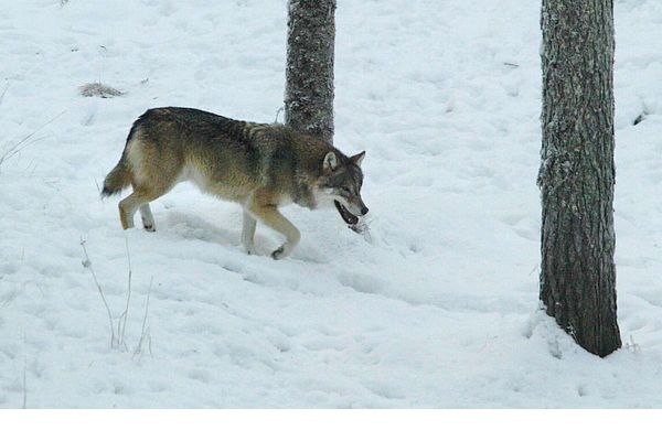 Jälleen susihavainto, tällä kertaa Vuokatissa – kolmas petohavainto vajaan viikon sisällä