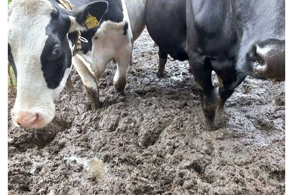 Eläinsuojelurikosten tutkintaa tehostetaan Kainuussa – olisiko ”eläinajokortista” apua eläinten kaltoinkohtelun ennaltaehkäisyyn?