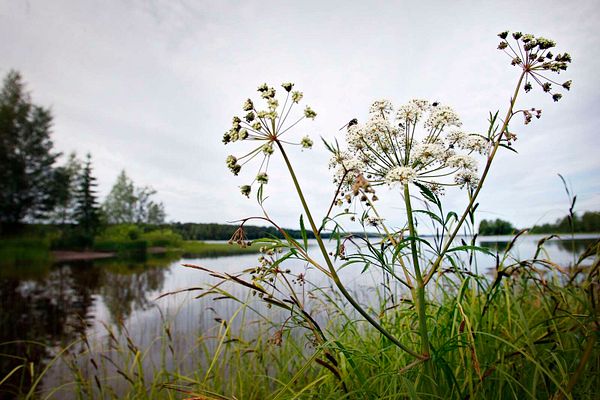 Jouhtenuksen uimapaikalla Sipolankylällä havaittu myrkkykeisoa