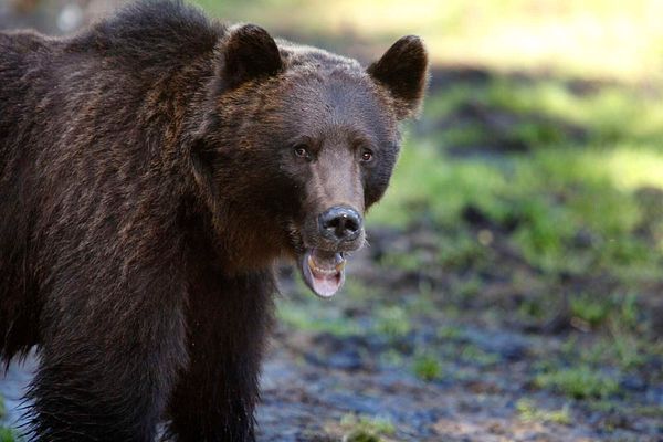 Karhu tappanut jo kuusi lammasta Sotkamossa – Kaatolupa myönnetty