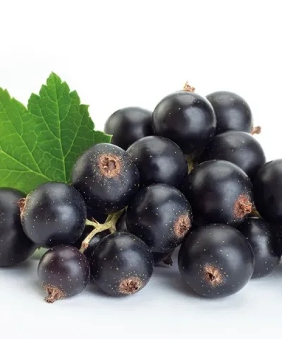 Stĺpovitá ríbezľa čierna od 3 ks